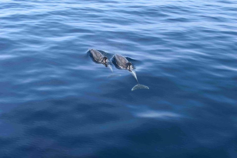 Puerto Rico de Gran Canaria: Premium Dolphin Catamaran Tour - Puerto Rico Base to the South Coast: How the 4 Hours Actually Works