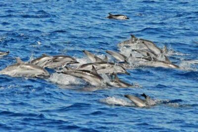 Puerto Rico de Gran Canaria: Premium Dolphin Catamaran Tour - Sea caves, cliffs, and quiet beaches: the scenery you’ll notice