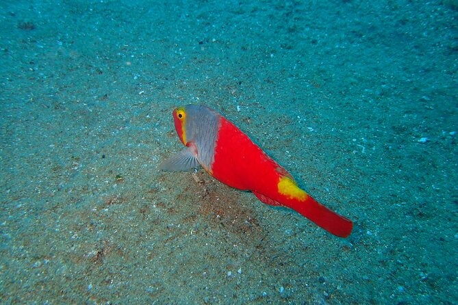 Scuba Diving Experience at Arguineguin and Puerto Rico - Key highlights you’ll care about before booking