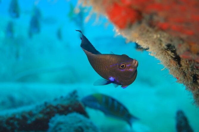 Scuba Diving Experience at Arguineguin and Puerto Rico - Getting picked up vs. meeting at Anfi del Mar: simple logistics