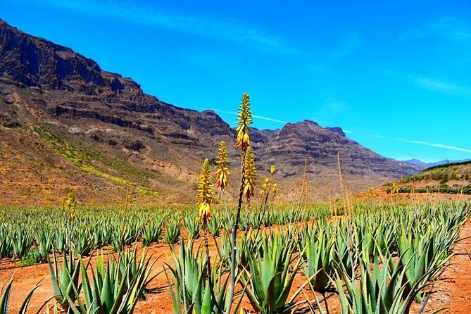 Tour to Guayadeque, Firgas, Fataga - VIP - Valleseco Lunch (Optional): Plan Your Meal Without Overthinking It